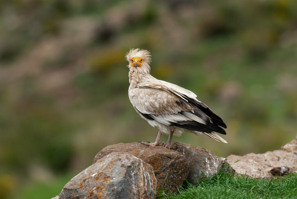 egyptian vulture