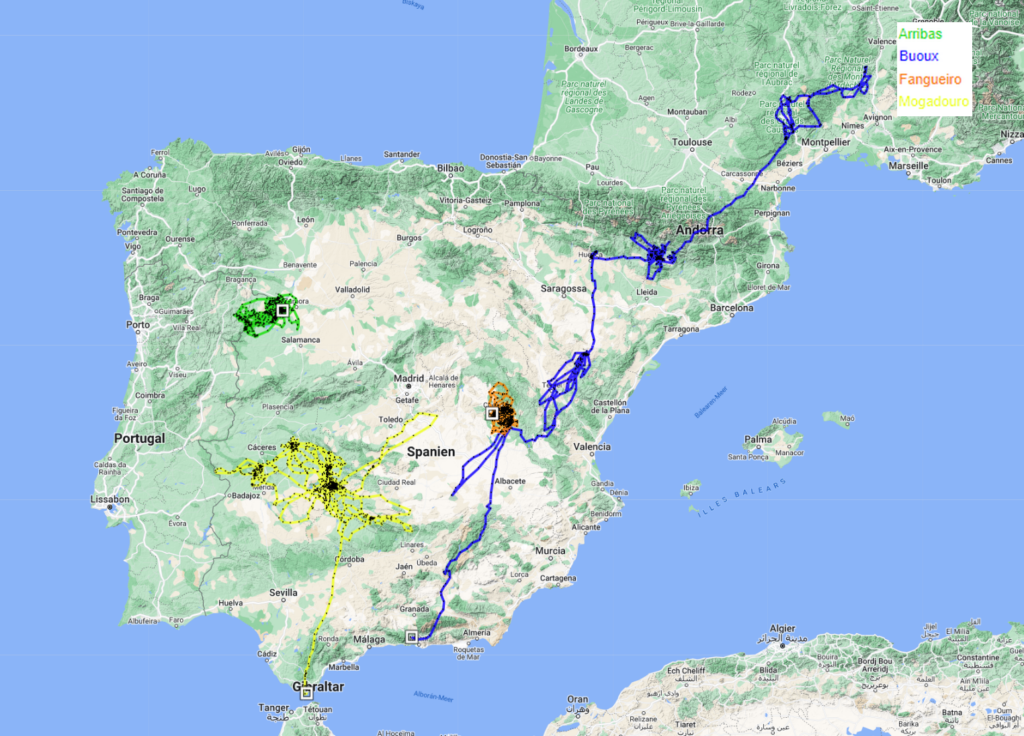 Egyptian Vulture Buoux is back in Africa - Vulture Conservation Foundation