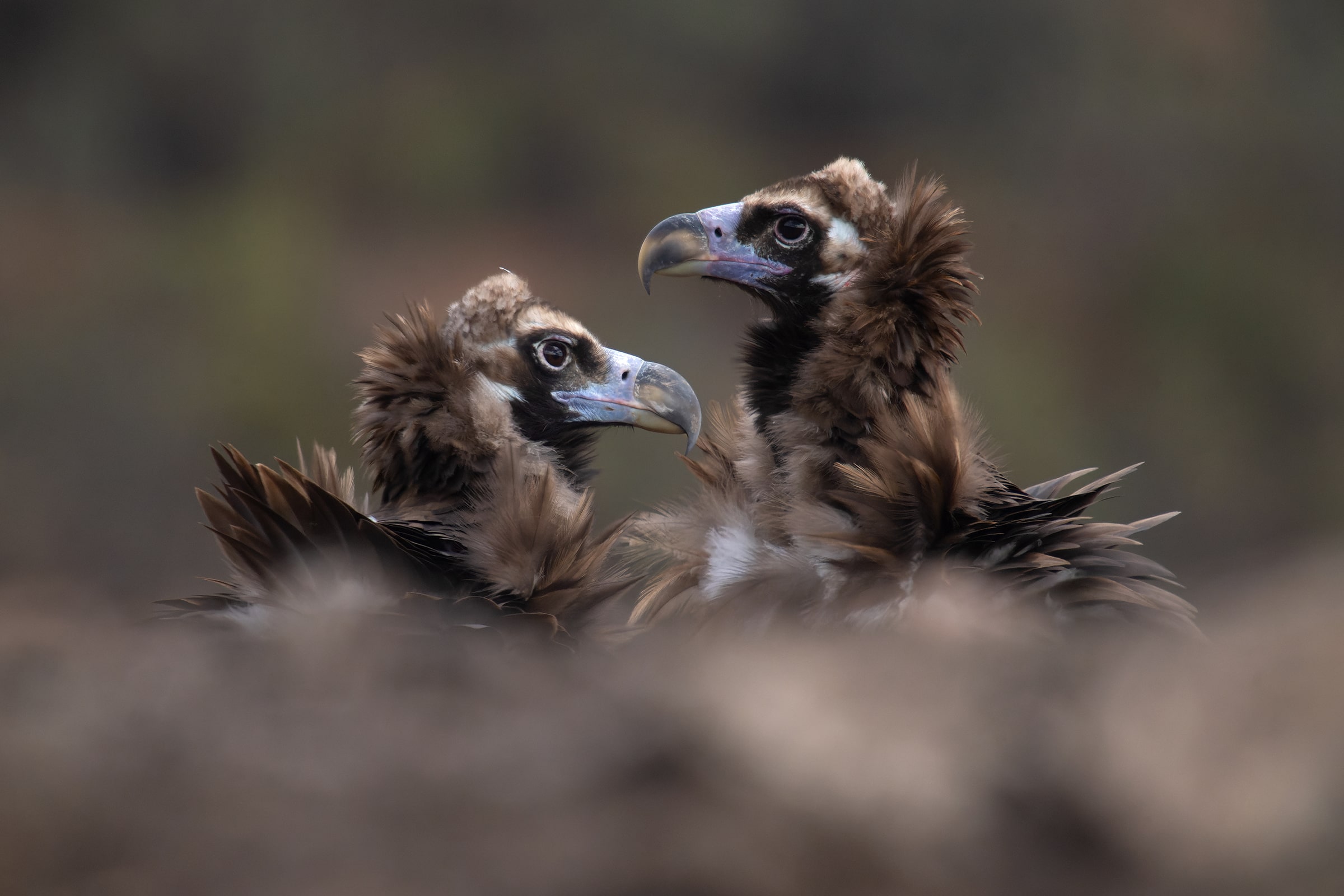 Cinereous-Vultures-Torsten-