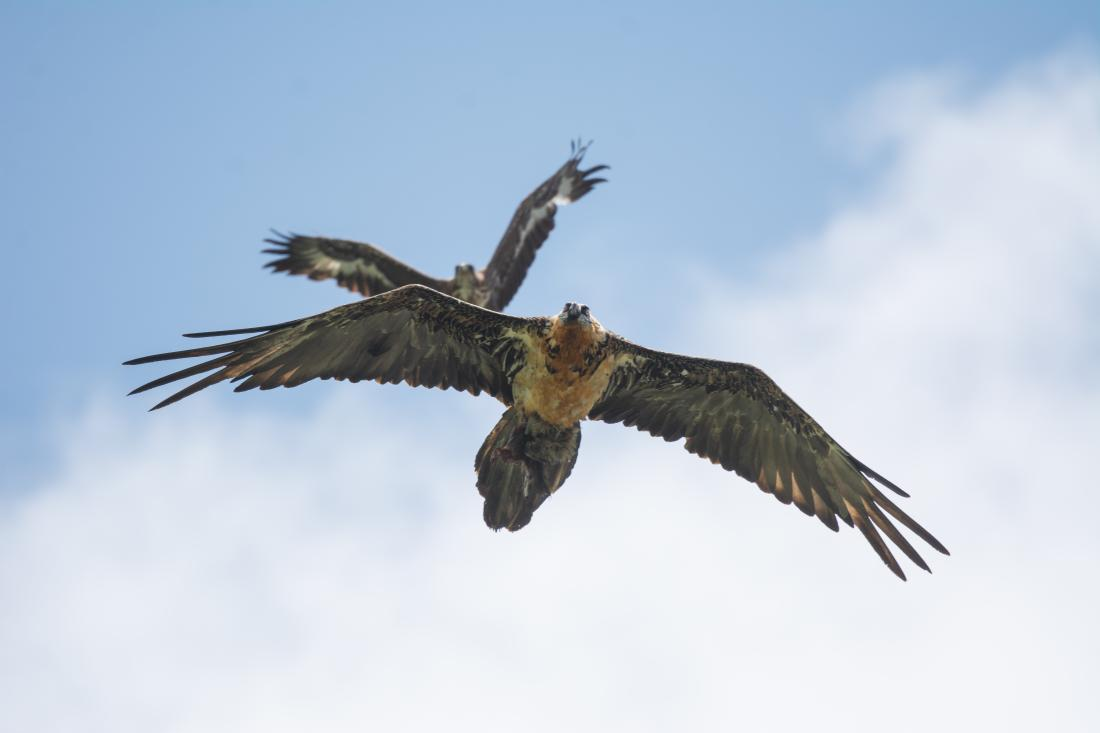 An unknown Bearded Vulture that visited the Melchsee-Frutt release site in the Swiss Alps in 2023 turned out to be Flysch-Vigo following genetic analysis © Franziska Lörcher / VCF