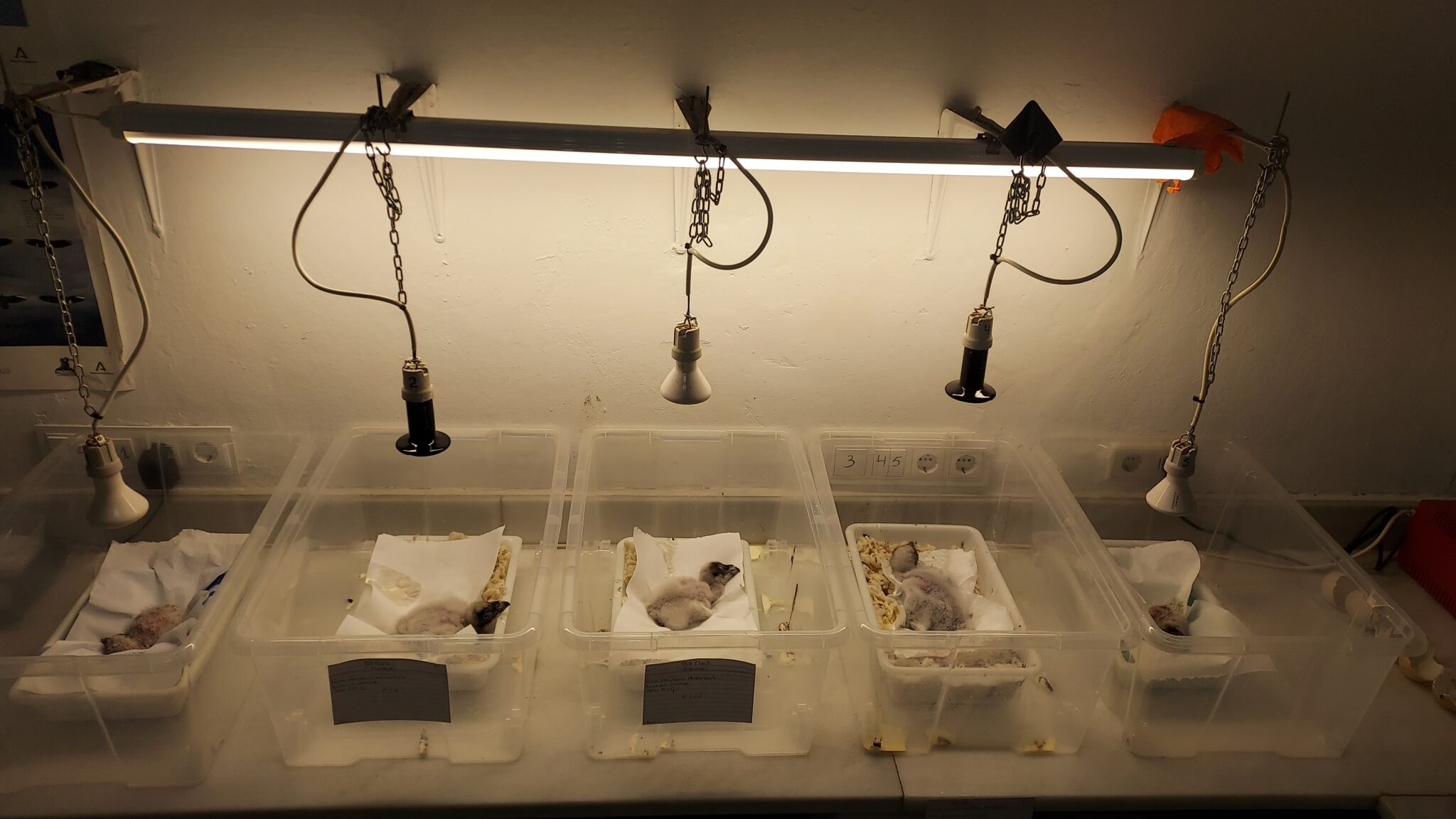 Bearded vulture chicks under warming lights at the breeding centre