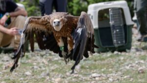 Griffon Vulture flying after being released on Cres Island, Croatia - LIFE SUPPort © BIOM