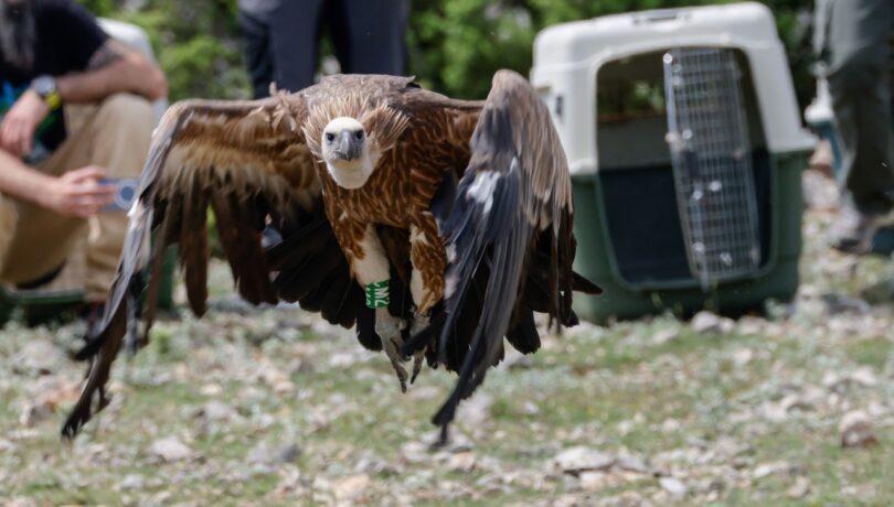 Griffon Vulture flying after being released on Cres Island, Croatia - LIFE SUPPort © BIOM