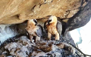 Bearded Vulture pair busy with breeding season in South Africa © NESTFLIX