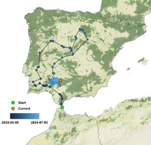 Map of Ruppell's Vulture movement from May to July 2024. It moved from Morocco to Portugal, crossed Portugal lenghtwise and moved to Spain.