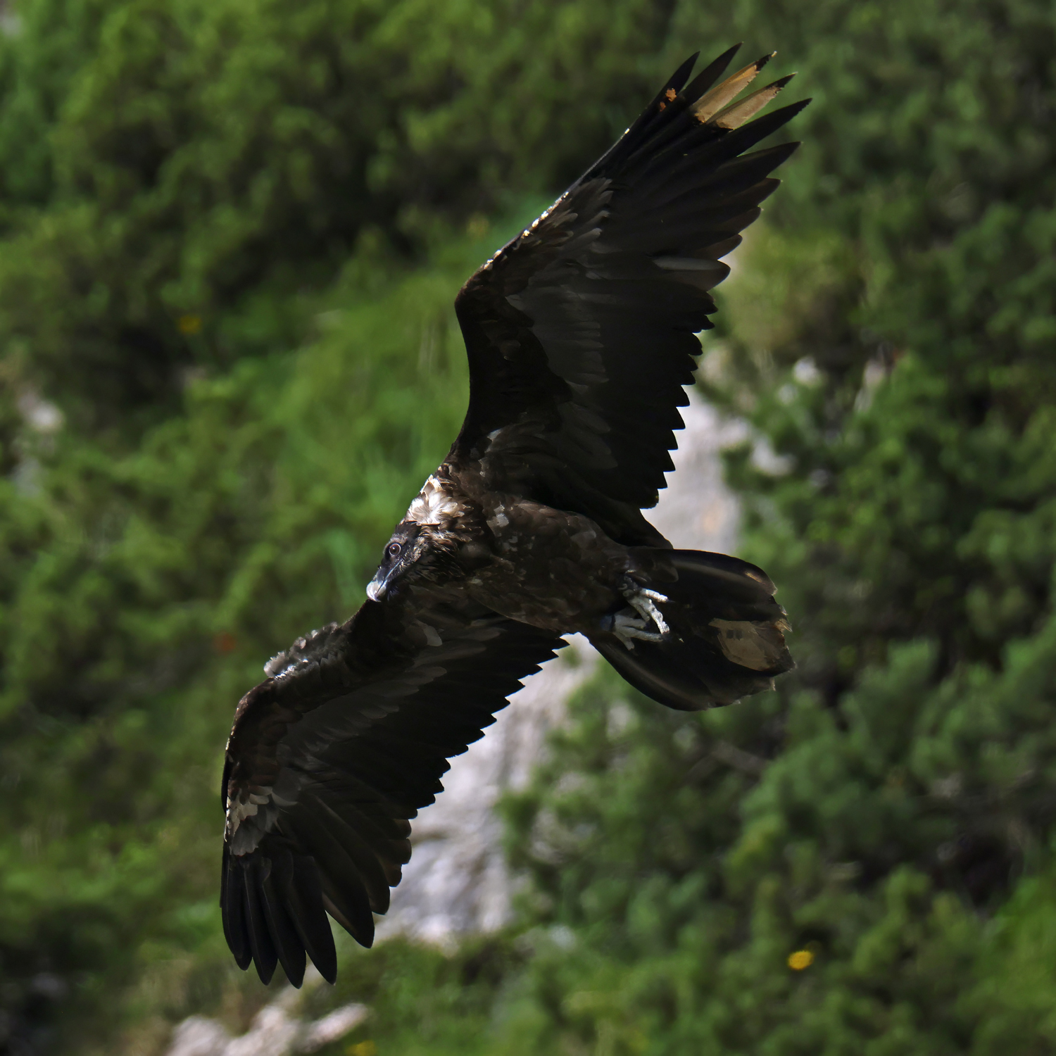 Vinzenz, a Bearded Vulture released in Germany on 29 May flying around his new habitat © Markus Leitner LBV