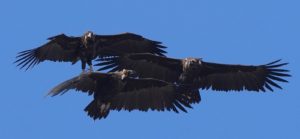 Three Cinereous Vultures flying