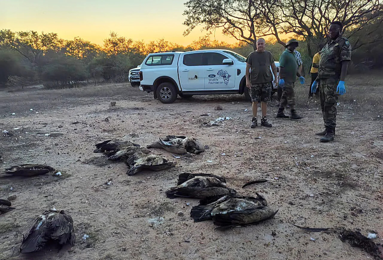 VulPro team observing the aftermath of a poisoning incident: several vultures dead on the ground