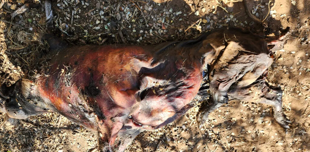 Warthog poisoned carcass