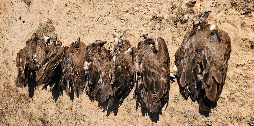 6 White-backed vultures corpses