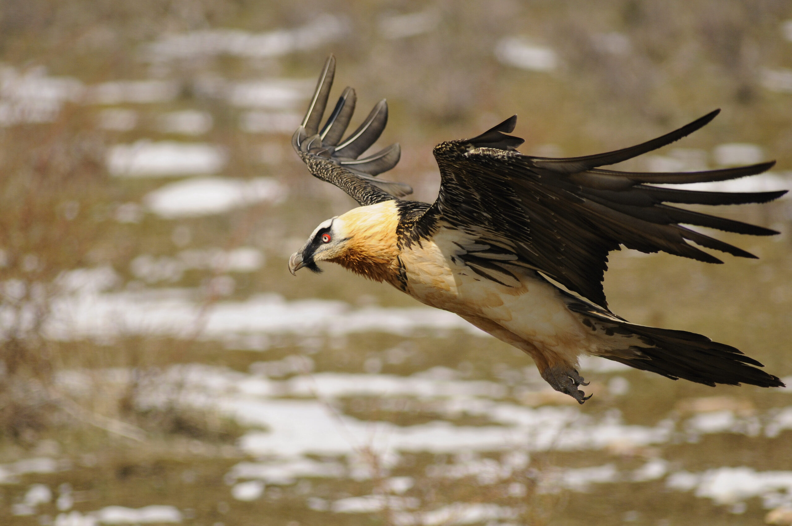Bearded Vulture © Bruno Berthemy