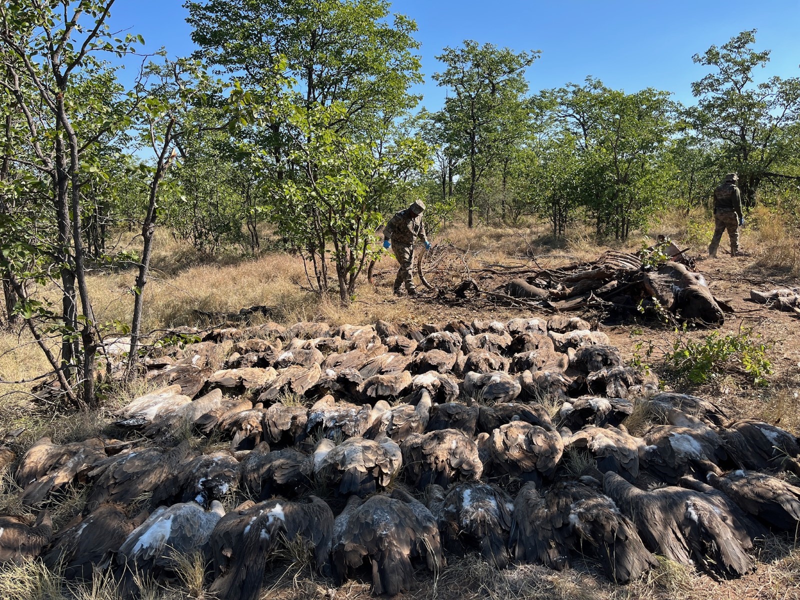 dozens of vulture carcasses on the ground