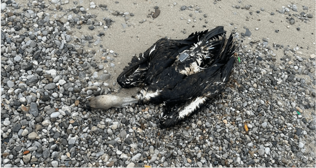 Dead ruppel vulture GR67 washed over the shore near Gibraltar