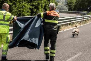 Two Forestry Corps people trying to catch an injured Griffon Vultures on a highway