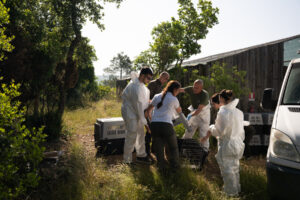 three men and three women moving griffon vultures into carriers near the acclimatisation aviary