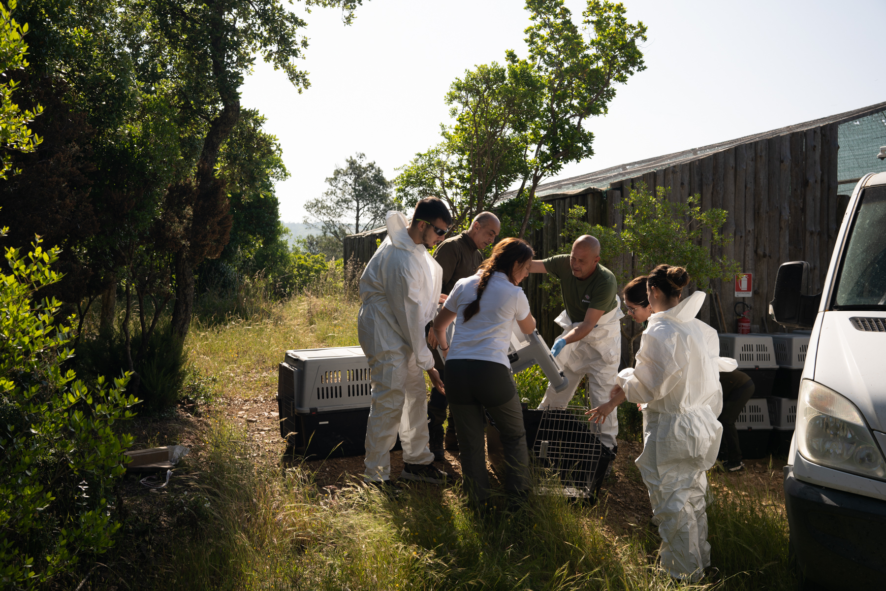three men and three women moving griffon vultures into carriers near the acclimatisation aviary