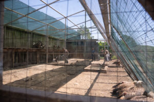 Griffon vultures sitting in the acclimatisation aviary and people capturing them for the vet check