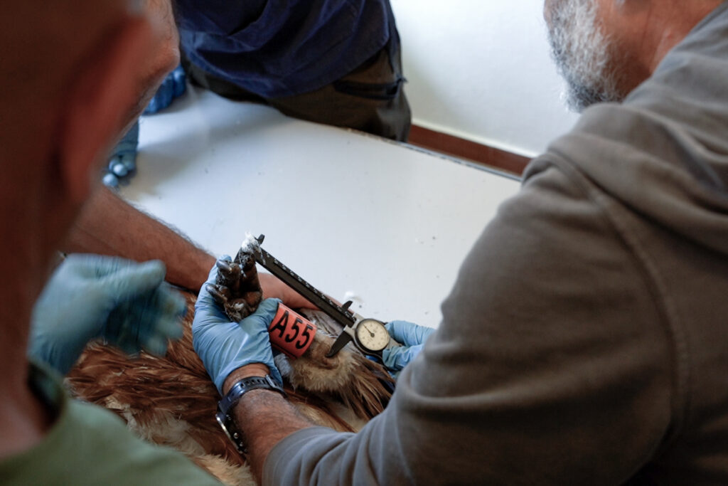 Veterinary measuring Grifon Vultures leg