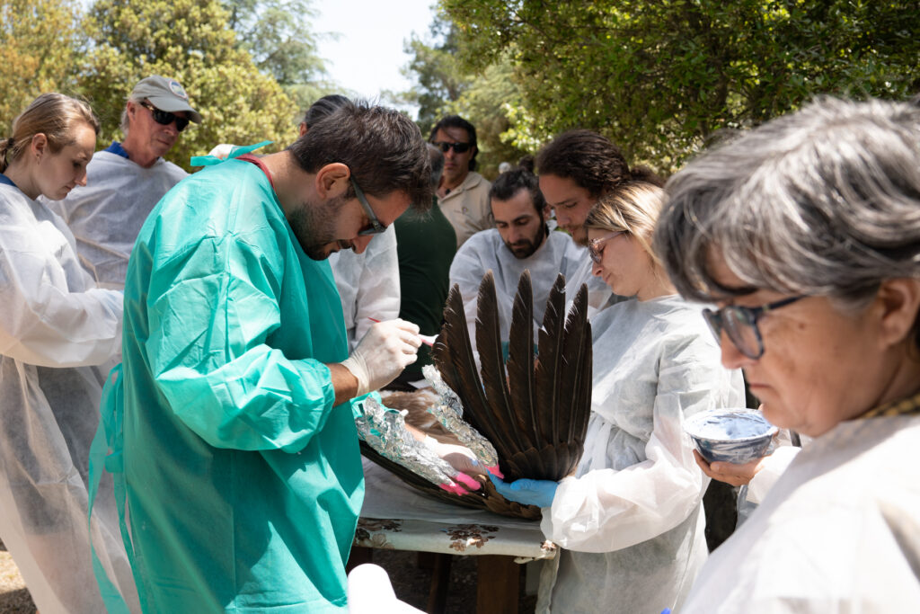 technician marking griffon vulture feathers with bleach