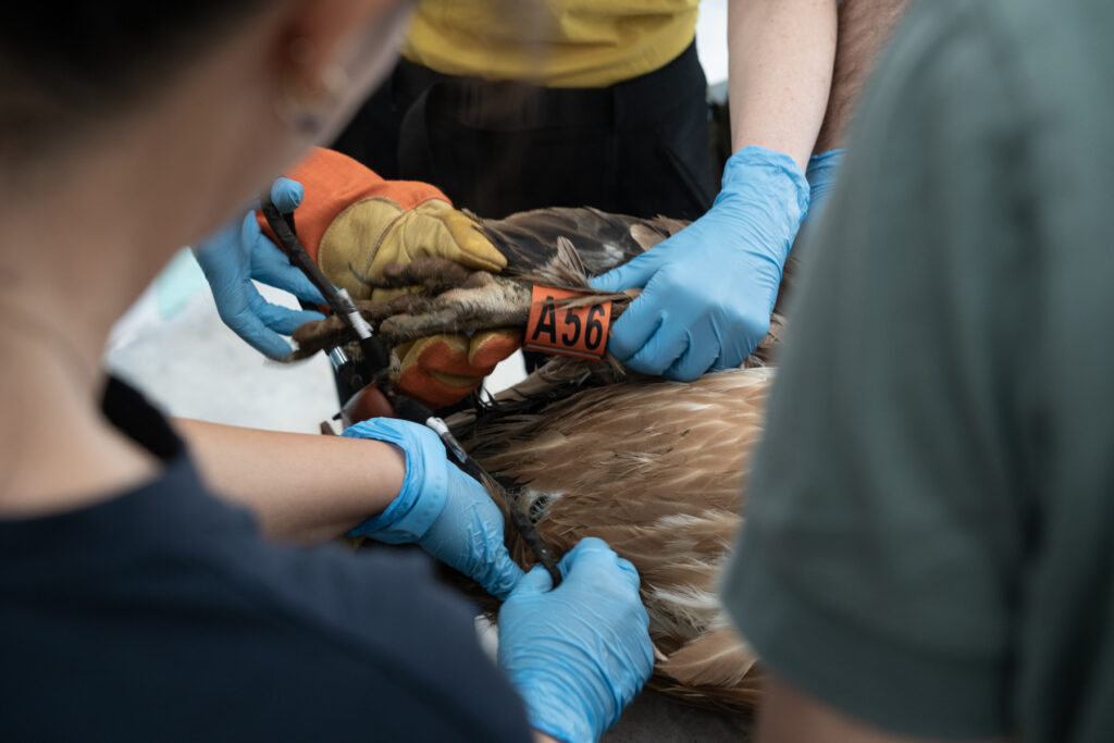 Peolple fitting a leg ring on a Griffon vulture