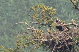 Cinereous Vulture in the nest on a tree with its chick