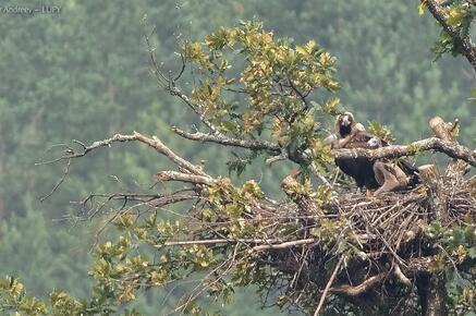 Cinereous Vulture in the nest on a tree with its chick