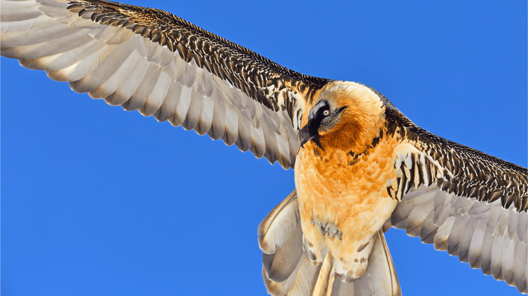 Bearded Vulture in flight: illustrative © Hansruedi Weyrich
