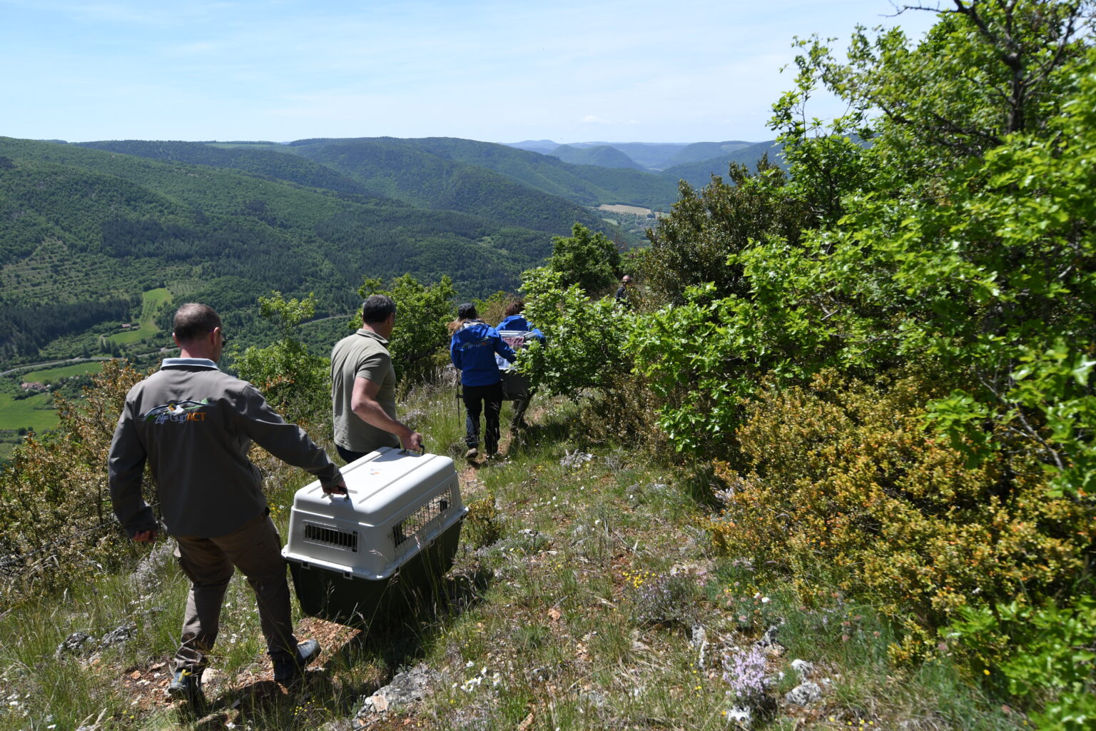 Bearded Vultures released at Grands Causses 2025
