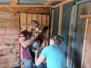 A man holding a blindfolded Cinereous Vulture while a woman checks it