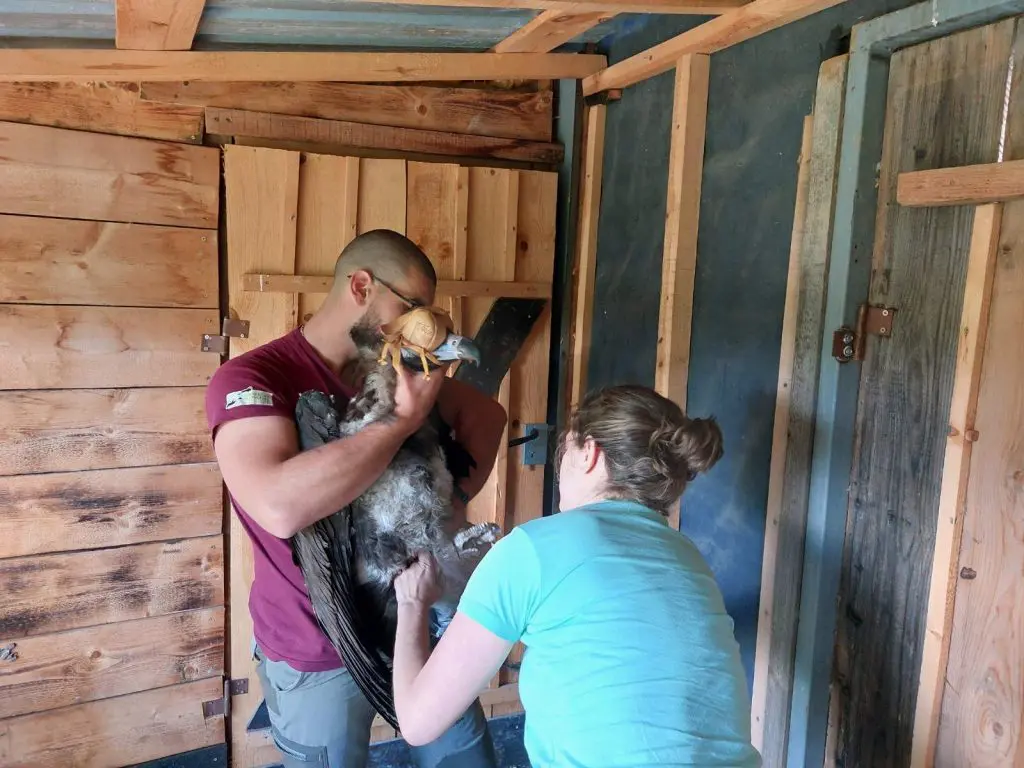 A man holding a blindfolded Cinereous Vulture while a woman checks it