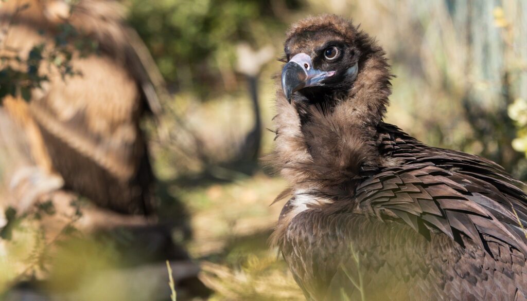 JCE, a fellow Cinereous Vulture of ILD, in the aviary © Emeline Pujolas