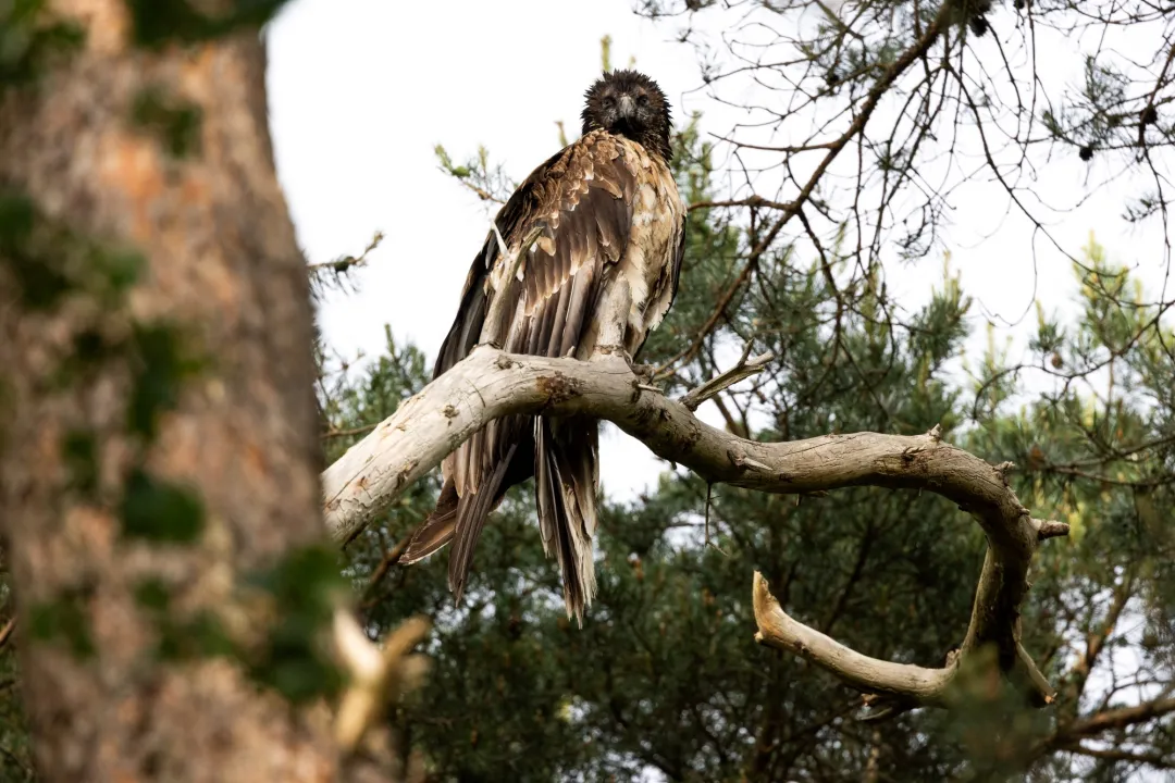 Young Bearded Vulture perching on a tree branch
