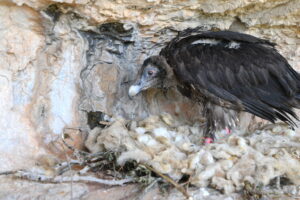 “Ubac” at the release site © LIFE Gypact