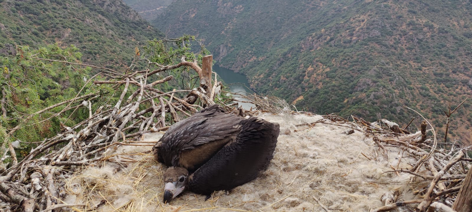Cinereous vulture chick in the Douro Internacional colony. © Palombar