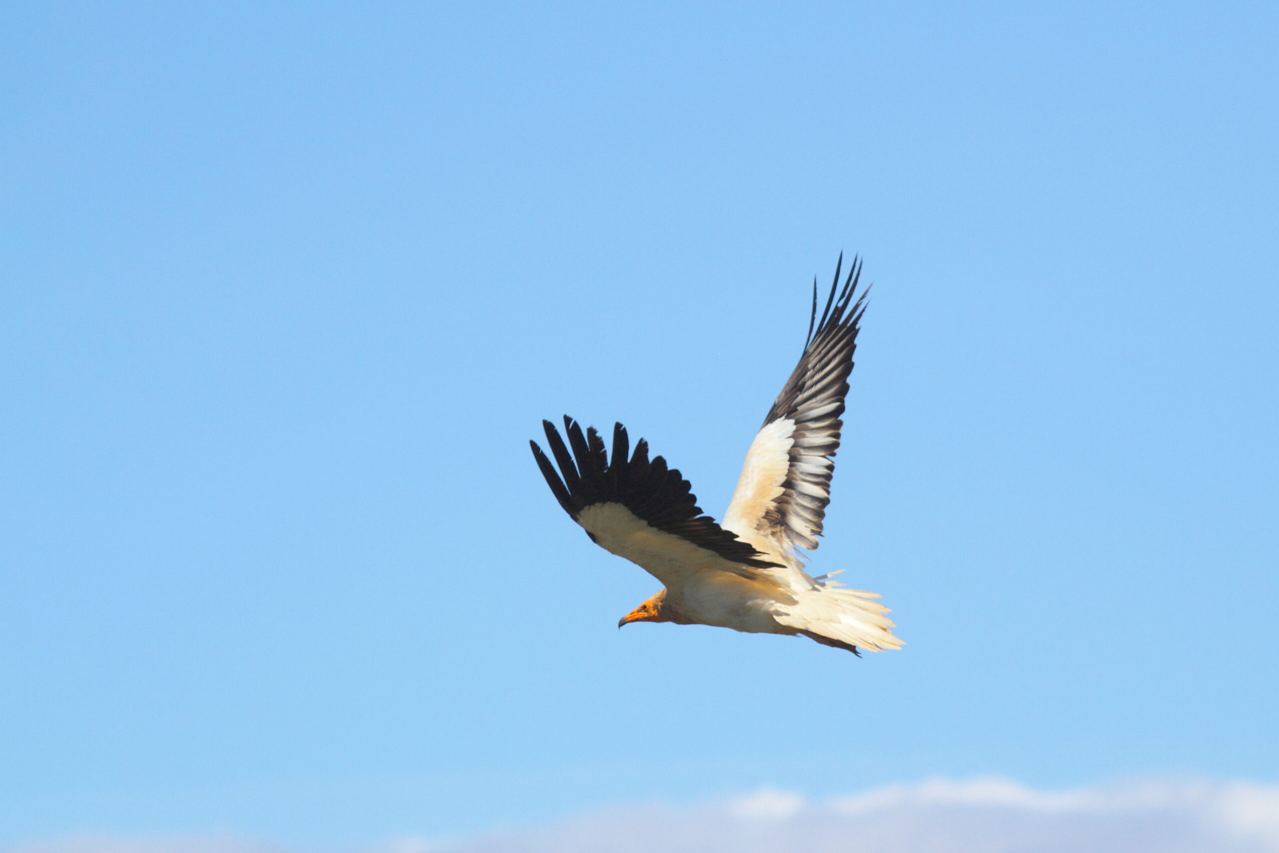 Egyptian vulture in flight
