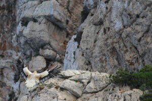 Egyptian Vulture reaching its nest on Sardinian Cliffs