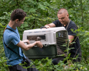 two men holding a kennel with a cinereous vultures inside, walking in the woods