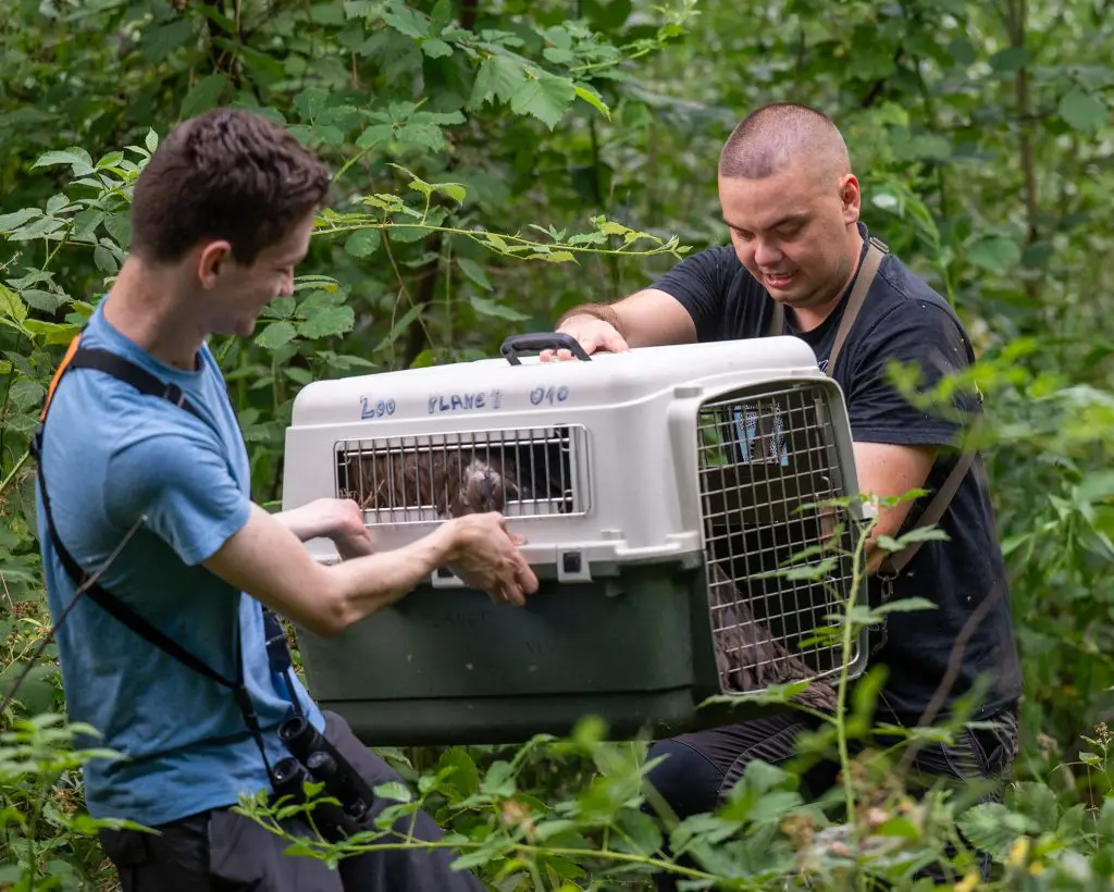two men holding a kennel with a cinereous vultures inside, walking in the woods