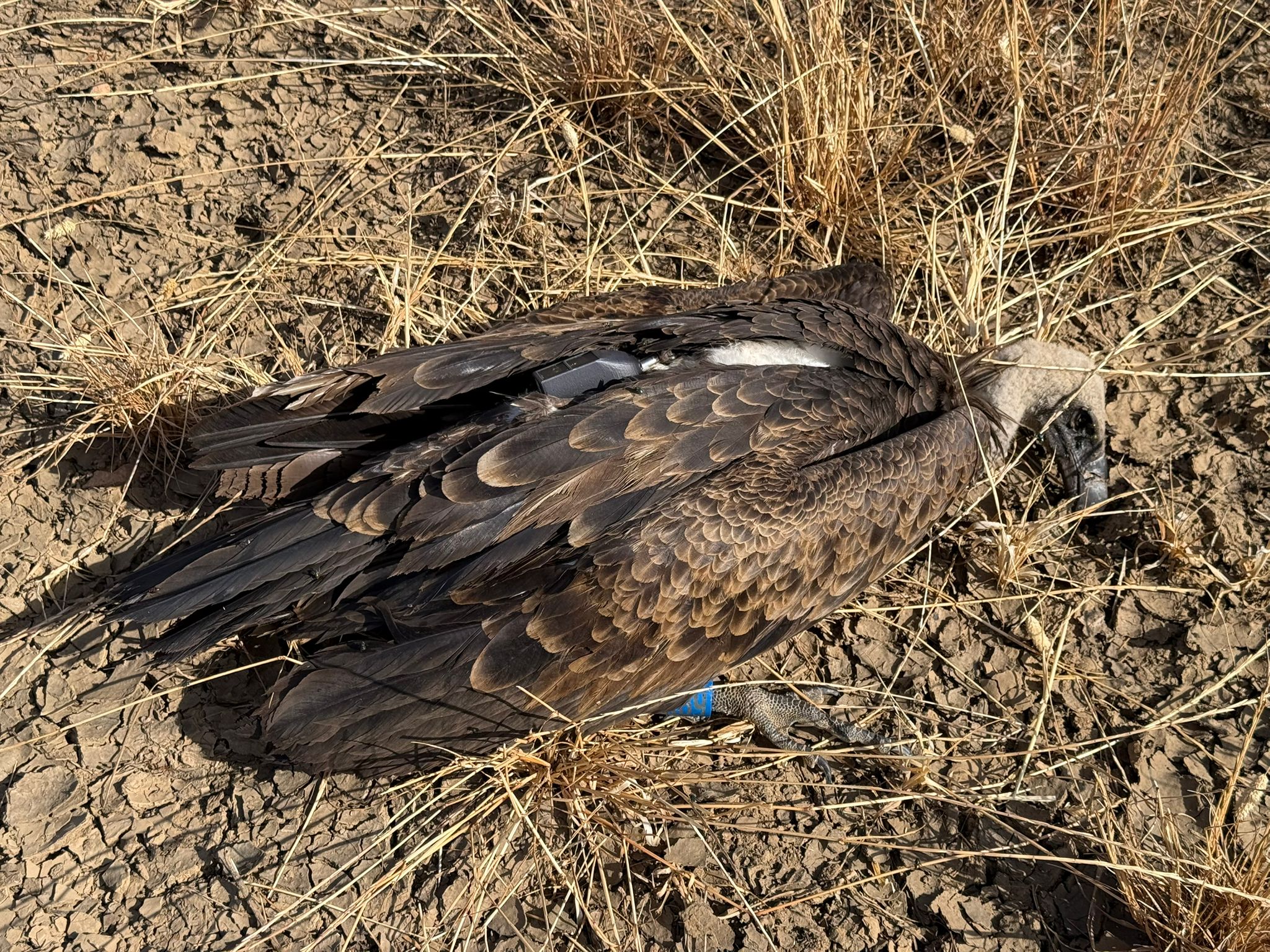 dead Rüppell’s vulture laying on the ground