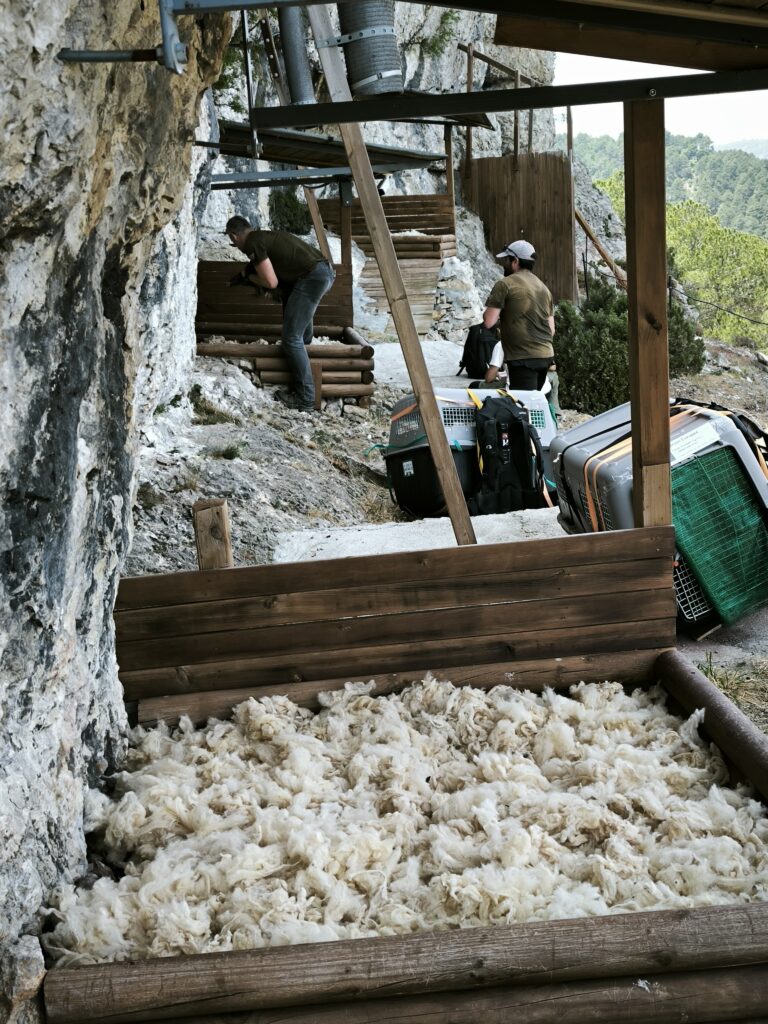 two men placing young Bearded ultures in artificial nests in a cave on the mountains of the Tinença de Benifassà Natural Park (Spain).