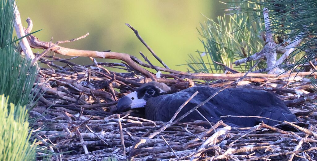 Cinereous Vulture chick in the nest © Álvares Figueira