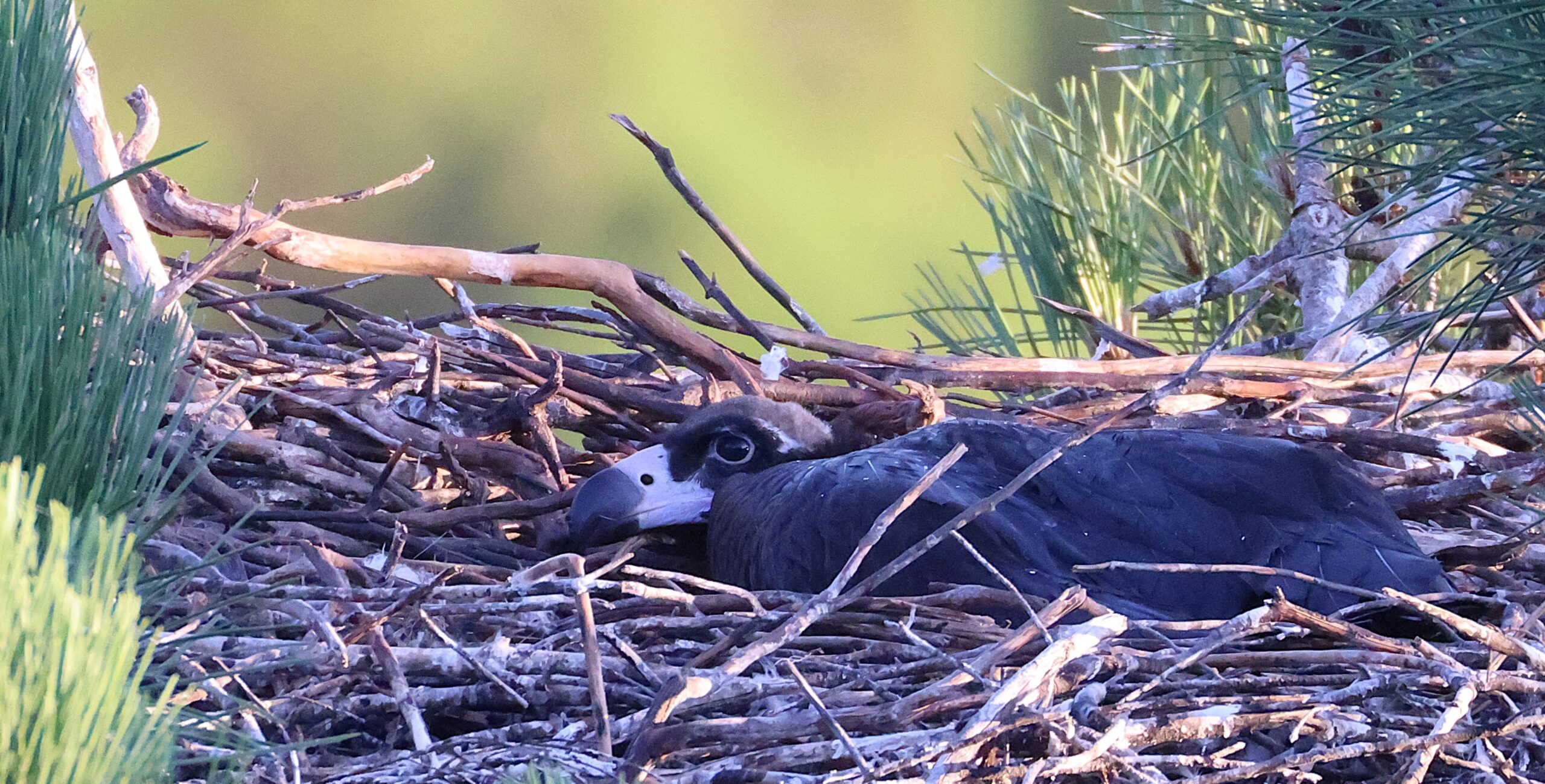 Cinereous Vulture chick in the nest © Álvares Figueira