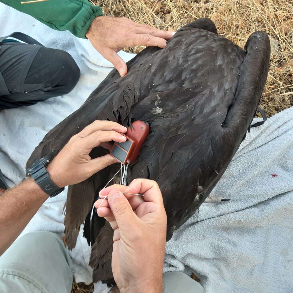 Fitting a GPS:GSM transmitter to a Cinereous Vulture chick © Paulo Monteiro