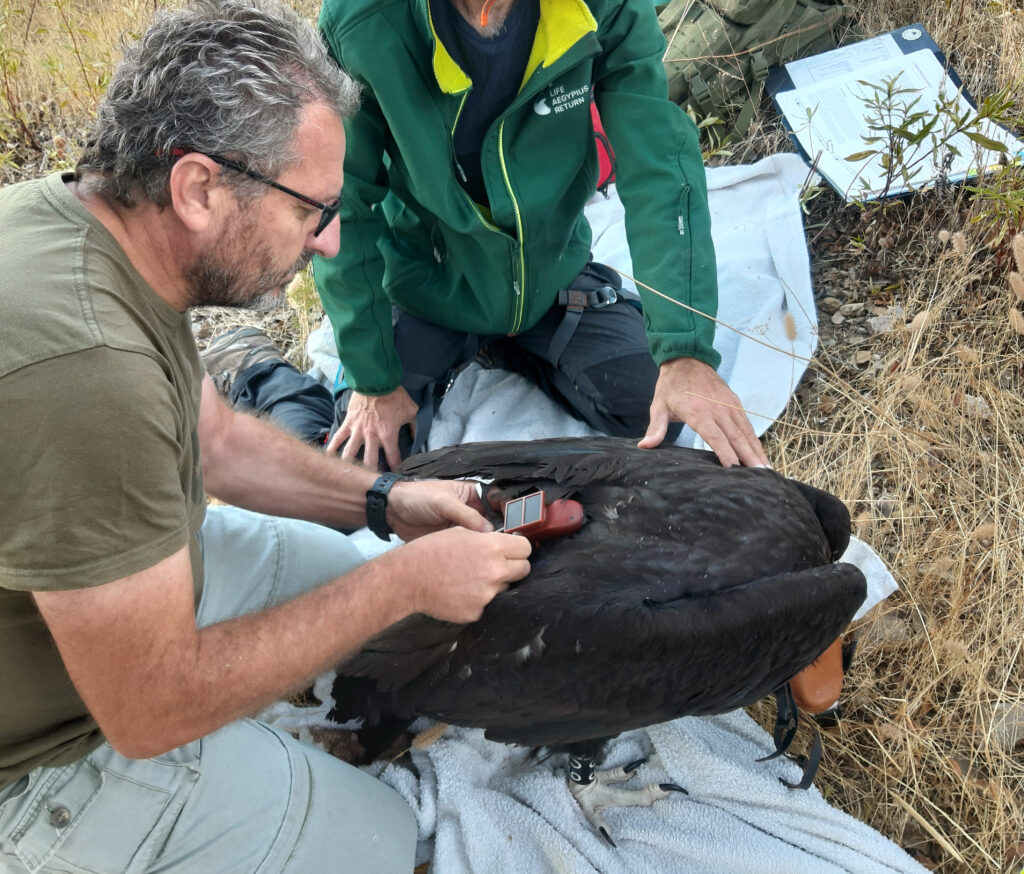 Fitting a GPS:GSM transmitter to a Cinereous Vulture chick © Paulo Monteiro
