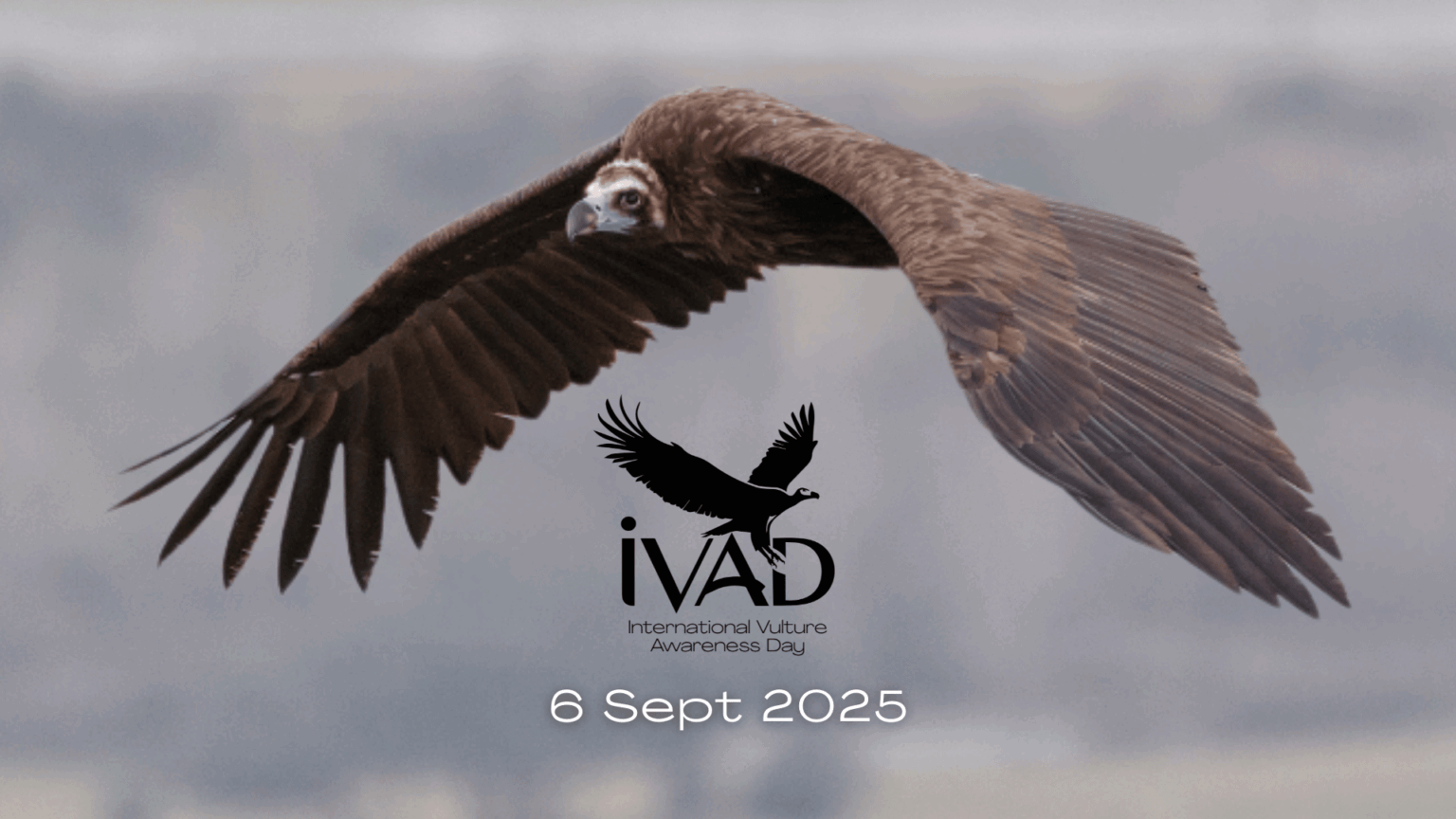IVAD 2025 event cover