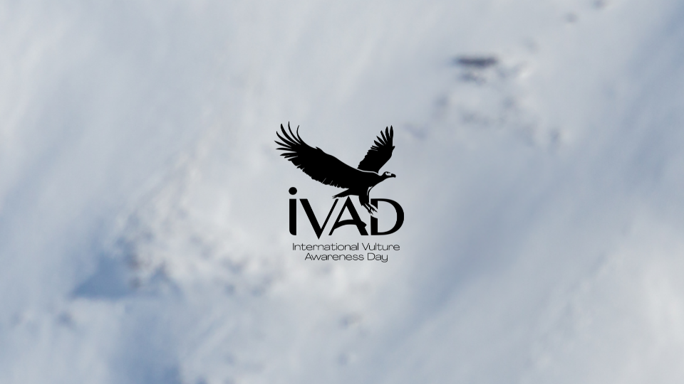IVAD 2025