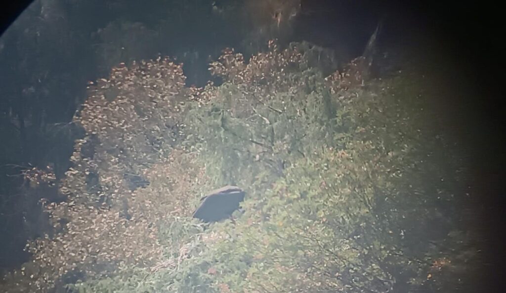 Non-flying Cinereous Vulture chick still in the nest, during the fire (observed from a distance, with heavy smoke in the surroundings). ©Palombar