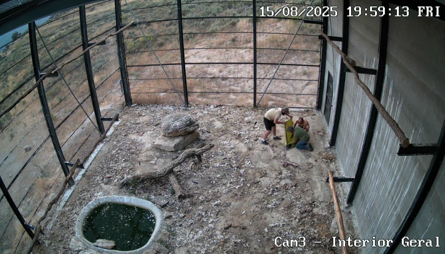 Rescue of the last Cinereous Vulture from the acclimatisation cage.