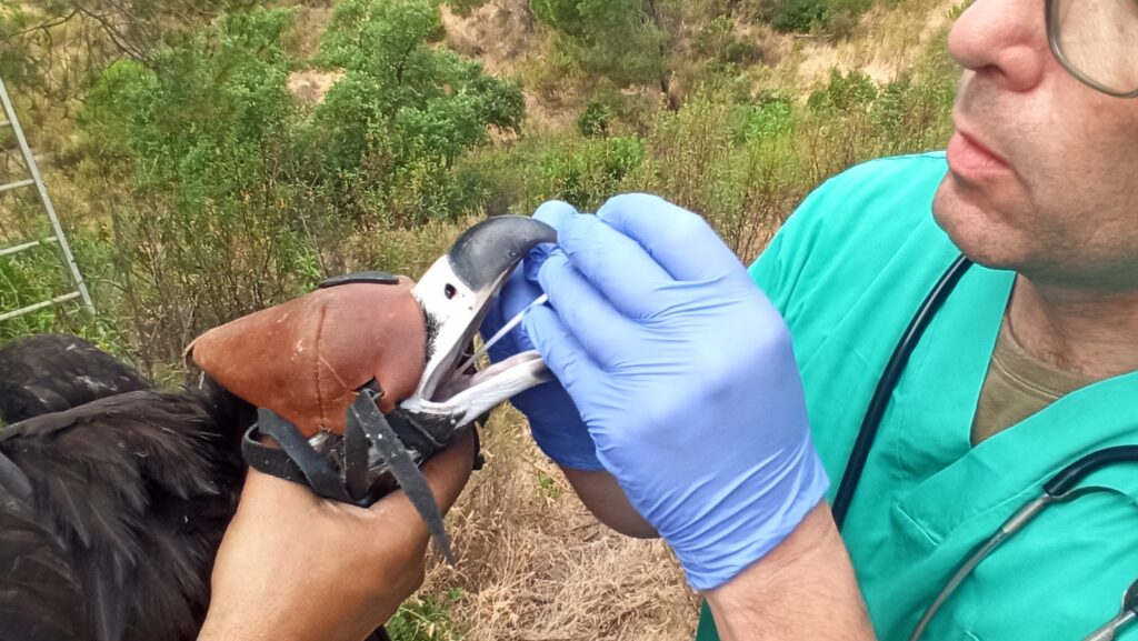 Veterinary check-up and collection of biological samples from a Cinereous Vulture chick © VCF