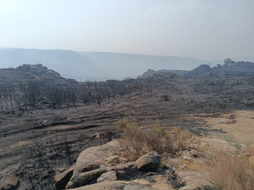 View from inside the acclimatisation aviary and the adjacent feeding area, burnt. ©Palombar 2